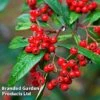 Cotoneaster Lacteus 2 Cotoneaster Lacteus -Garden Glory Sales COTO LACTEUS L13584