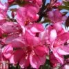 Crab Apple 'Diable Rouge' -Garden Glory Sales CRAB TKA0807 A