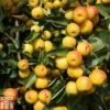 Crab Apple 'Butterball' -Garden Glory Sales CRAB TKA1781 A