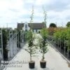 Crataegus Media 'Pauls Scarlet' -Garden Glory Sales CRAT PAULSSCAR S45426