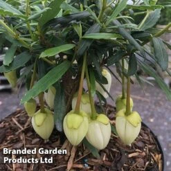 Crinodendron Trio 8 Crinodendron Trio -Garden Glory Sales CRIN ALFROBBIN S442051