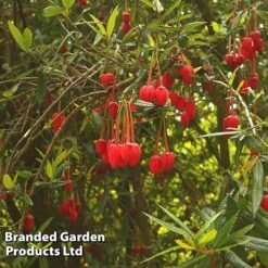 Crinodendron Trio 9 Crinodendron Trio -Garden Glory Sales CRIN HOOKERIAN L43489