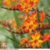 Crocosmia 'Firestarter' (Firestars Series) 2 Crocosmia 'Firestarter' (Firestars Series) -Garden Glory Sales CROC KB2977 A