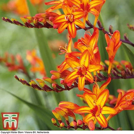 Crocosmia 'Firestarter' (Firestars Series) 3 Crocosmia 'Firestarter' (Firestars Series)