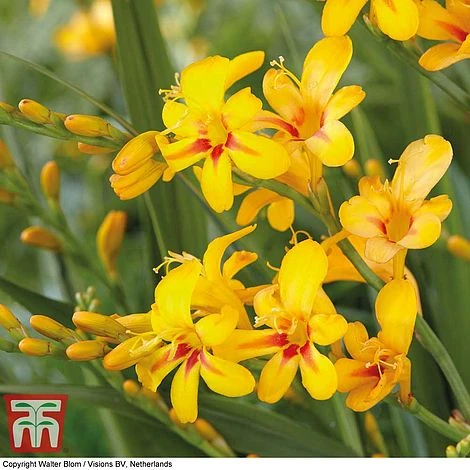Crocosmia 'Hot Spot' (Firestars Series) 4 Crocosmia 'Hot Spot' (Firestars Series) - Image 2