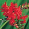 Crocosmia 'Lucifer' 2 Crocosmia 'Lucifer' -Garden Glory Sales CROC T58348 A h