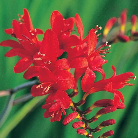 Crocosmia 'Lucifer' 3 Crocosmia 'Lucifer'