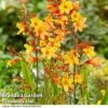 Crocosmia 'Harlequin' 2 Crocosmia 'Harlequin' -Garden Glory Sales CROC HARLEQUIN S35052