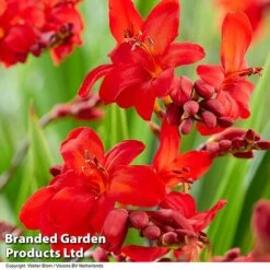 Crocosmia 'Walberton Scarlet' -Garden Glory Sales CROC WALBSCARL S35217