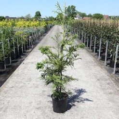 Cryptomeria Japonica 'Cristata' 5 Cryptomeria Japonica 'Cristata' -Garden Glory Sales CRYP CRISTATA S45401 NOW