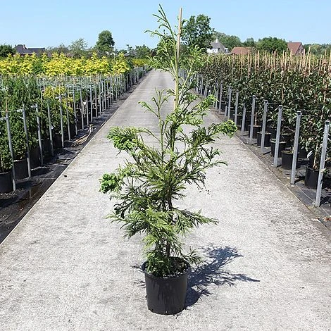 Cryptomeria Japonica 'Cristata' 4 Cryptomeria Japonica 'Cristata' - Image 2