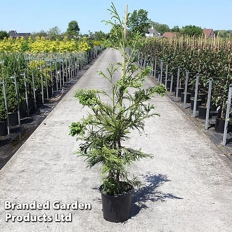 Cryptomeria Japonica 'Cristata' 3 Cryptomeria Japonica 'Cristata'