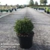 Cryptomeria Japonica 'Green Pearl' 1 Cryptomeria Japonica 'Green Pearl' -Garden Glory Sales CRYP GREENPEAR S45422