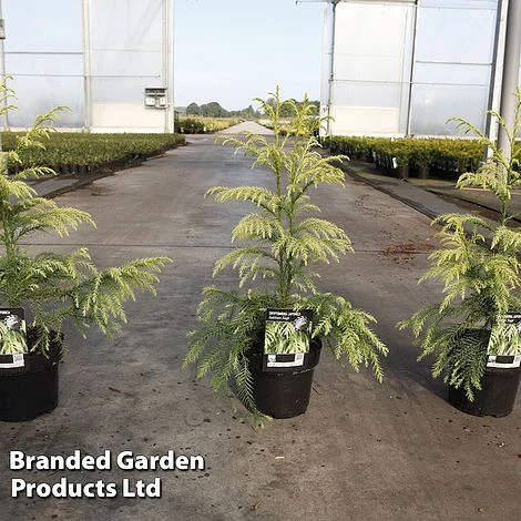 Cryptomeria Japonica 'Sekkan Sugi' 3 Cryptomeria Japonica 'Sekkan Sugi'