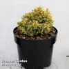 Cryptomeria Japonica 'Twinkle Toes' -Garden Glory Sales CRYP TWINKLETO S45425