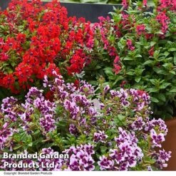 Cuphea 'Sweet Talk Collection' -Garden Glory Sales CUPH SWEETTALK T41802