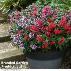 Cuphea 'Sweet Talk Collection' -Garden Glory Sales CUPH SWEETTALK T51694