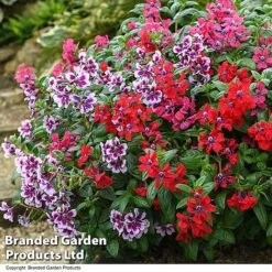 Cuphea 'Sweet Talk Collection' -Garden Glory Sales CUPH SWEETTALK T51697