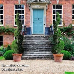 Leyland Cypress 'Castlewellan' Topiary -Garden Glory Sales CUPR KB9232 F