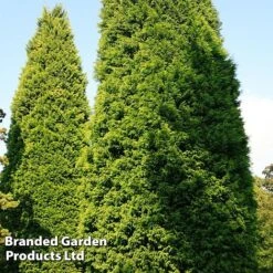 Leyland Cypress -Garden Glory Sales CUPR LEYLANDII L29396