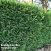 Leyland Cypress 1 Leyland Cypress -Garden Glory Sales CUPR LEYLANDII W52193