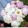 Peony 'Scented Bouquet Mix' 2 Peony 'Scented Bouquet Mix' -Garden Glory Sales CUT KA9024 A