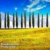 Italian Cypress -Garden Glory Sales CYPR ITALIANST L26556