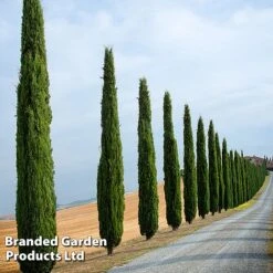 Italian Cypress -Garden Glory Sales CYPR ITALIAN L26961