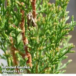 Italian Cypress -Garden Glory Sales CYPR ITALIAN T24307