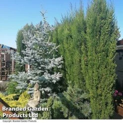 Italian Cypress -Garden Glory Sales CYPR ITALIAN T26708