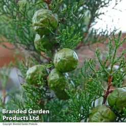 Italian Cypress -Garden Glory Sales CYPR ITALIAN T26746