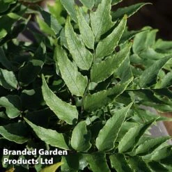 Cyrtomium Fortunei 9 Cyrtomium Fortunei -Garden Glory Sales CYRT FORTUNEI S37092