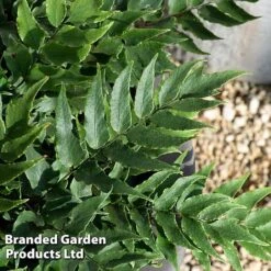 Cyrtomium Fortunei 10 Cyrtomium Fortunei -Garden Glory Sales CYRT FORTUNEI S37093