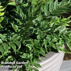 Cyrtomium Fortunei 11 Cyrtomium Fortunei -Garden Glory Sales CYRT FORTUNEI S37094