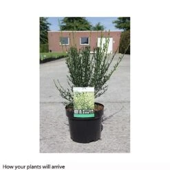 Cytisus 'Luna' -Garden Glory Sales CYTI T66195 A h