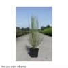 Cytisus X Praecox 'Albus' -Garden Glory Sales CYTI T66197 A h