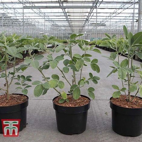 Cytisus Battandieri 3 Cytisus Battandieri