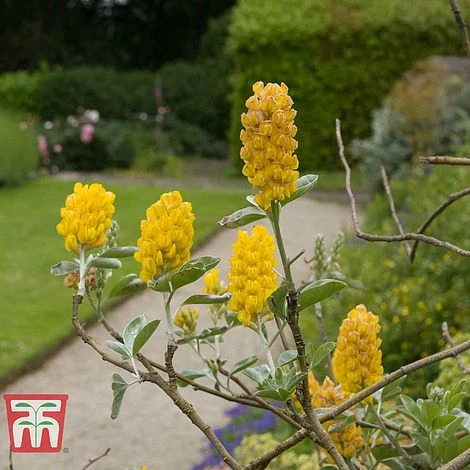 Cytisus Battandieri 4 Cytisus Battandieri - Image 2