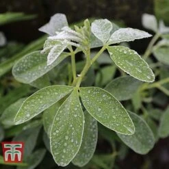Cytisus Battandieri 7 Cytisus Battandieri -Garden Glory Sales CYTI TKA3102 C