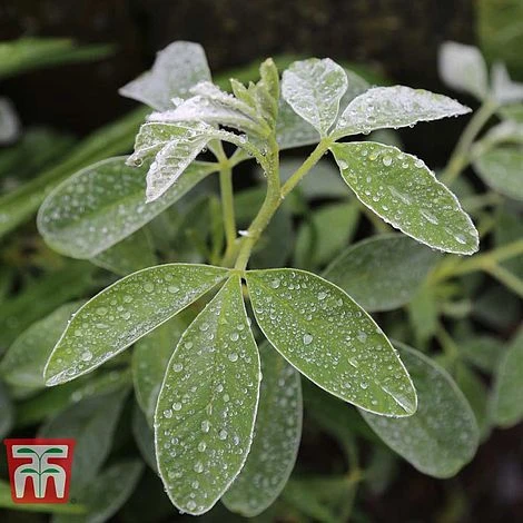 Cytisus Battandieri 5 Cytisus Battandieri - Image 3