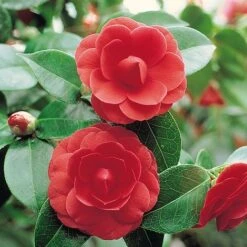 Camellia 'Tricolour' -Garden Glory Sales Camellia red