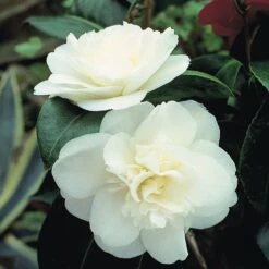 Camellia 'Tricolour' -Garden Glory Sales Camellia white