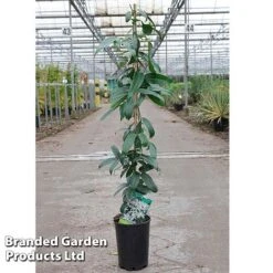 Clematis Armandii 'Snowdrift' 7 Clematis Armandii 'Snowdrift' -Garden Glory Sales Clematis Snowdrift KC4972 C