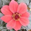 Dahlia Happy Days Red -Garden Glory Sales DAHL 64014 A