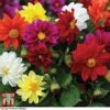 Dahlia 'Figaro Mixed' -Garden Glory Sales DAHL T16166 A