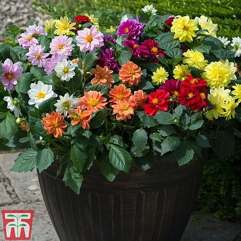 Dahlia 'Figaro Mixed' 4 Dahlia 'Figaro Mixed' - Image 2
