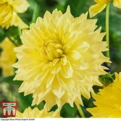 Dahlia 'Dinner Plate' Collection -Garden Glory Sales DAHL WKB4101 C