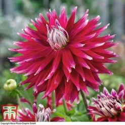 Dahlia 'Dinner Plate' Collection -Garden Glory Sales DAHL WKB4101 D