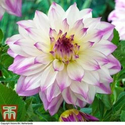 Dahlia 'Dinner Plate' Collection -Garden Glory Sales DAHL WKB4101 F