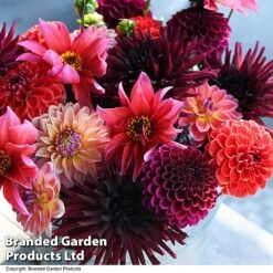 Dahlia 'Autumn Shades Mix' -Garden Glory Sales DAHL AUTUMNSHA T44259